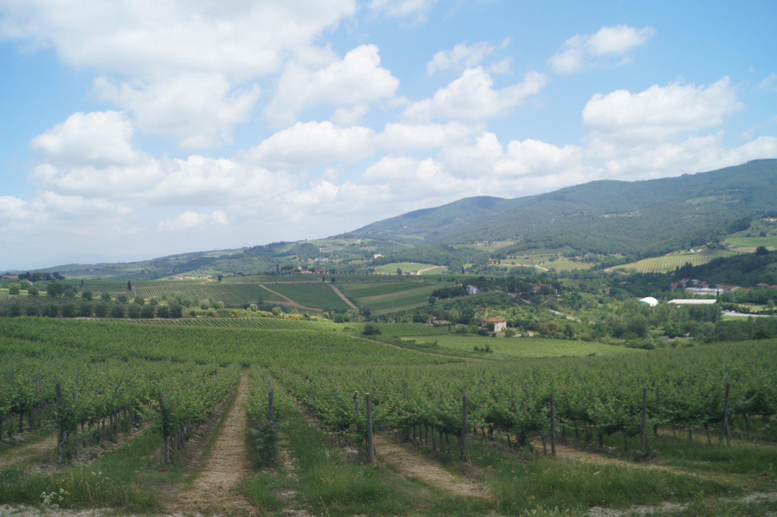 Anello di Greve e Montefioralle